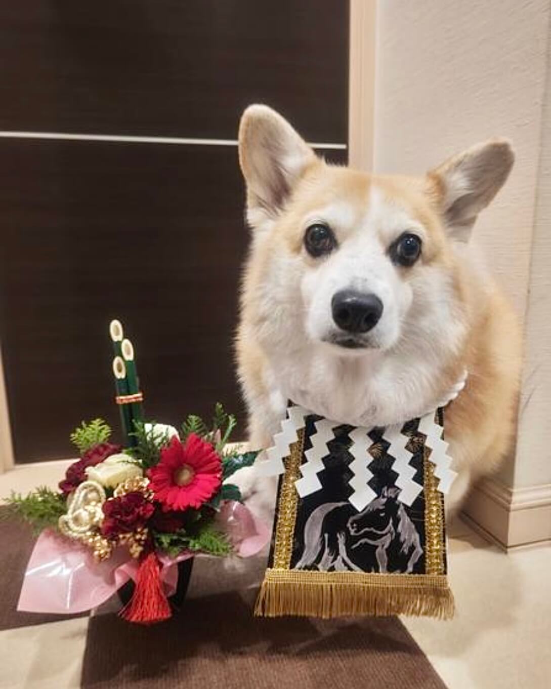 20260218ワンちゃん化粧まわし着画像1