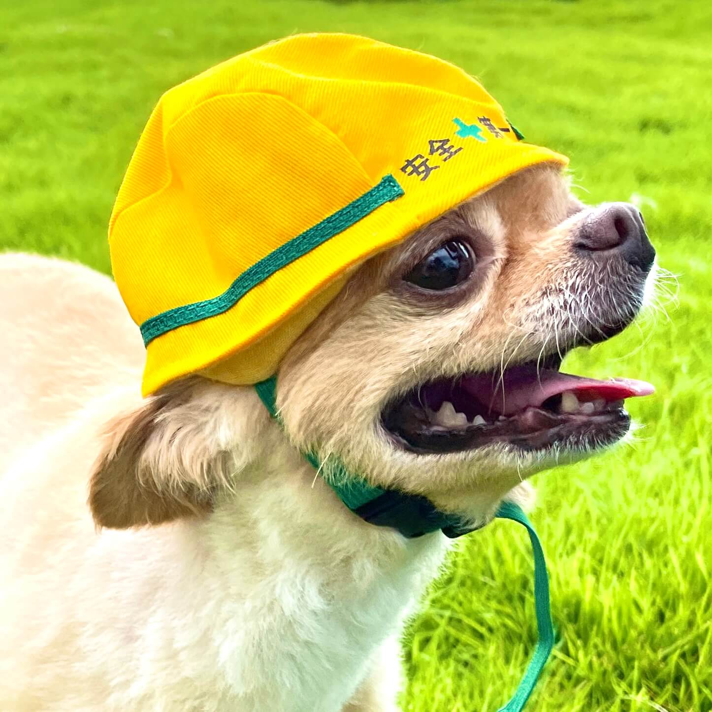 20220731小型犬用ヘルメット風帽子着画像4