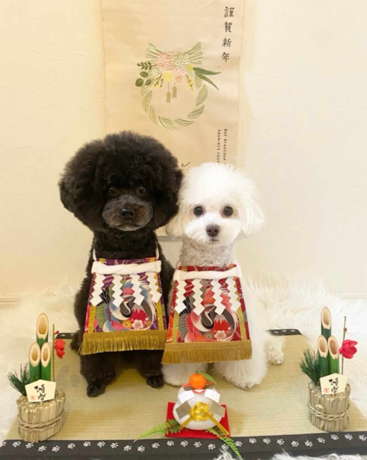 20260216ワンちゃん化粧まわし着画像1