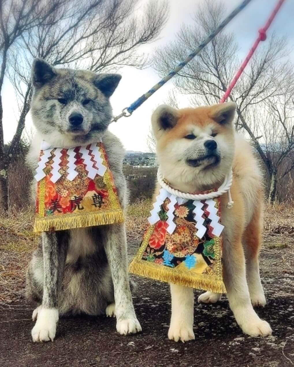 20251130ワンちゃん化粧まわし着画像1