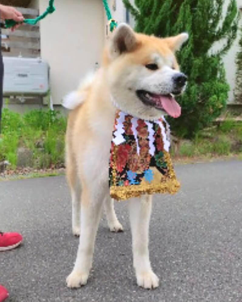 20251130ワンちゃん化粧まわし着画像2