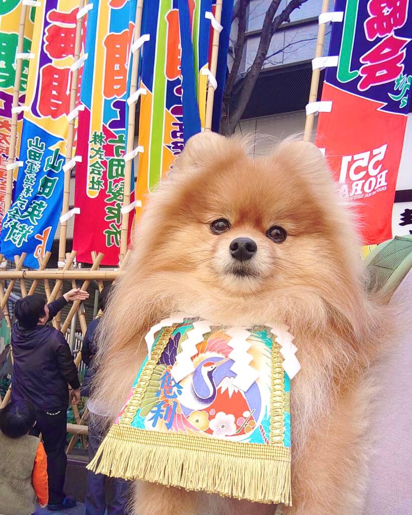 20250416ワンちゃん化粧まわし着画像1