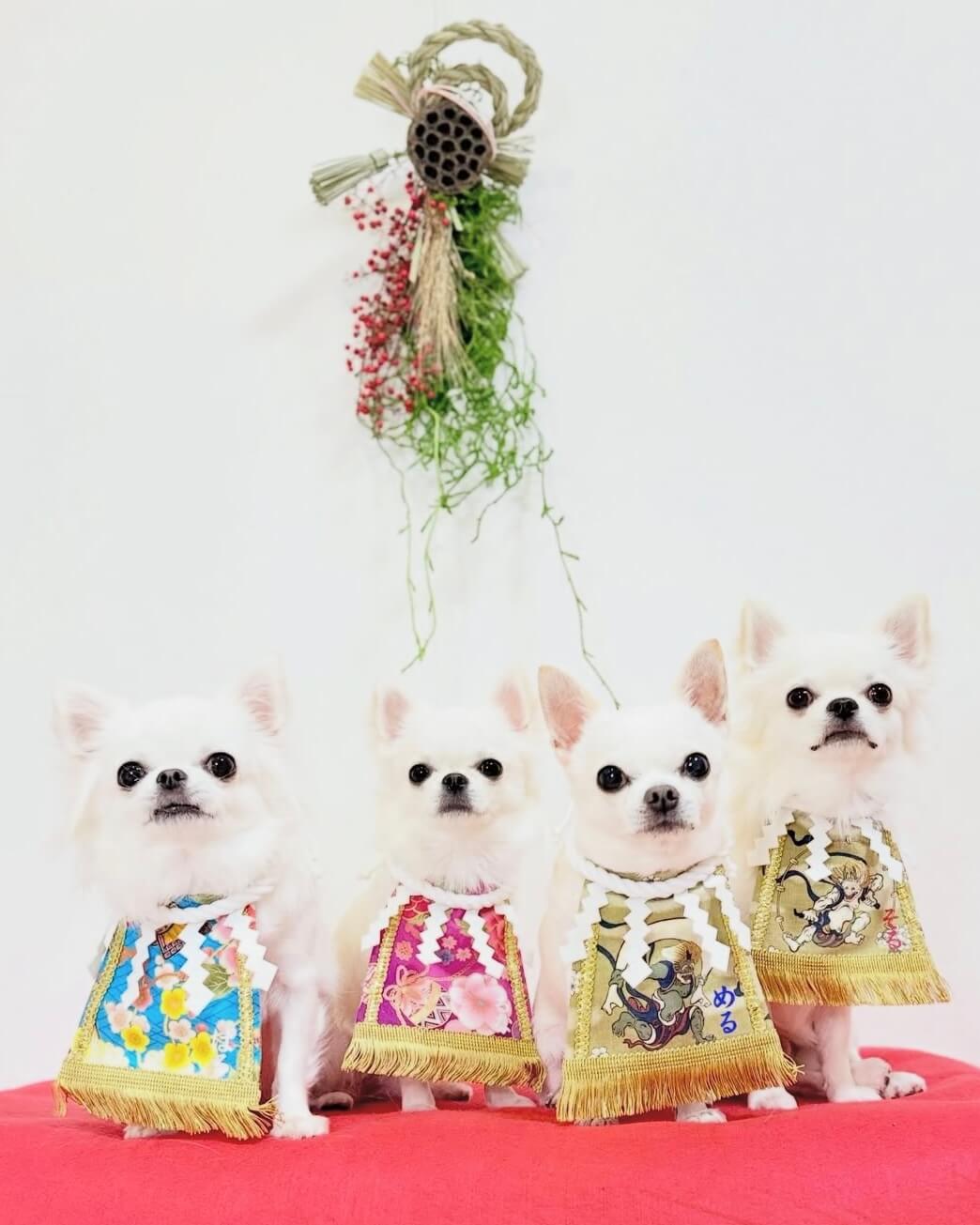 20260213ワンちゃん化粧まわし着画像1