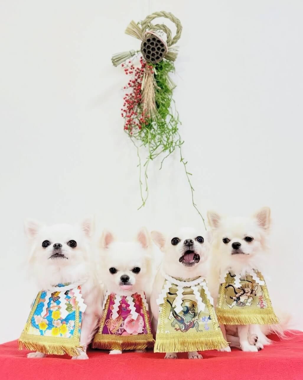 20260213ワンちゃん化粧まわし着画像2