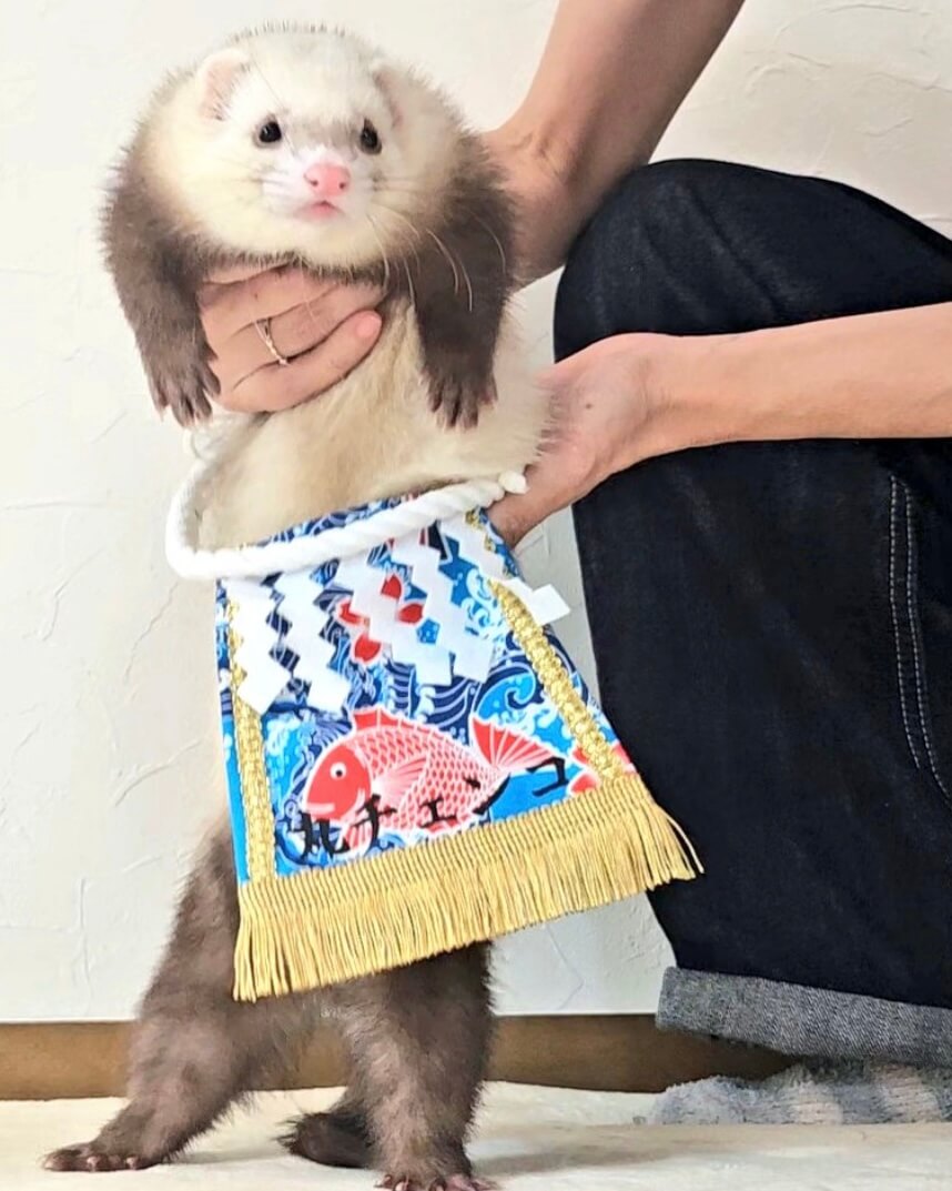 20250818ワンちゃん化粧まわし着画像1