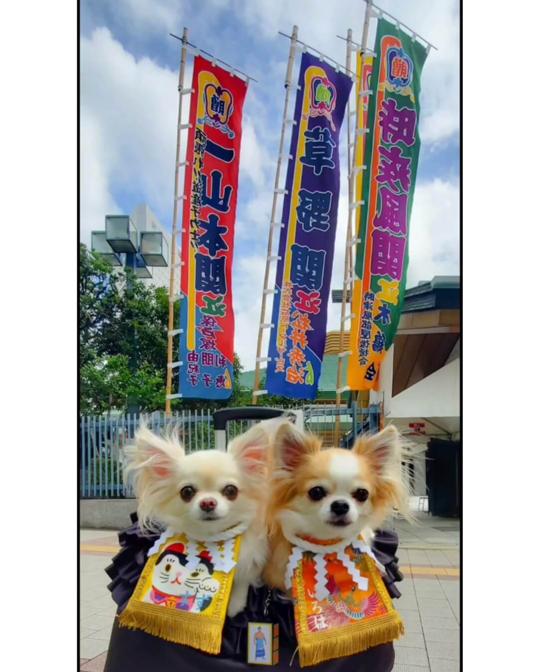 20251004ワンちゃん化粧まわし着画像3