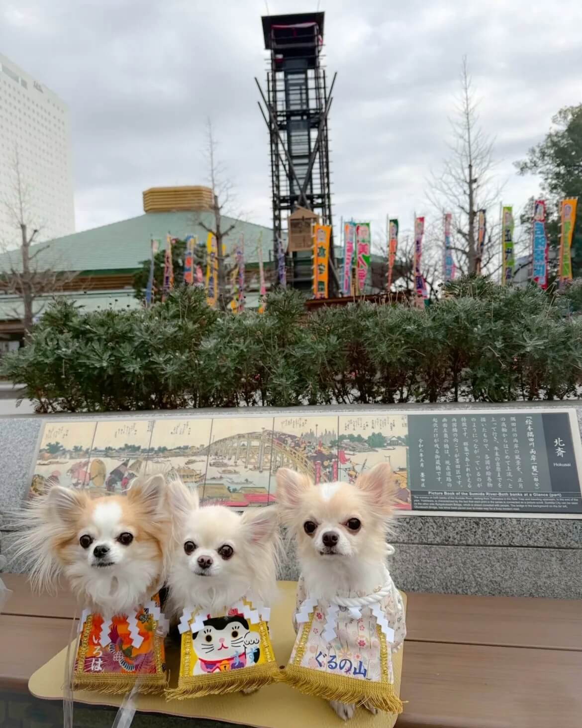 20260320ワンちゃん化粧まわし着画像1