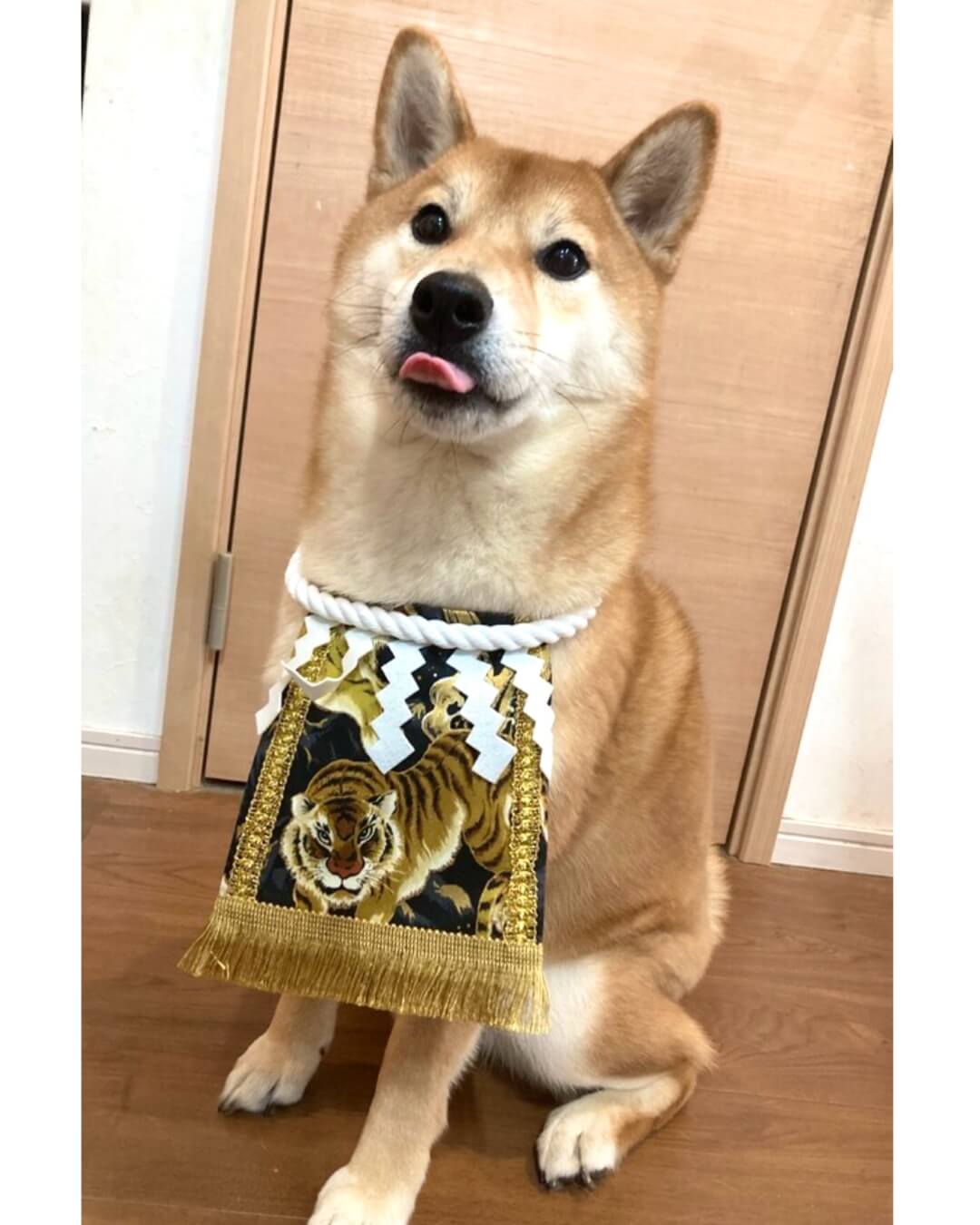 20250913ワンちゃん化粧まわし着画像1