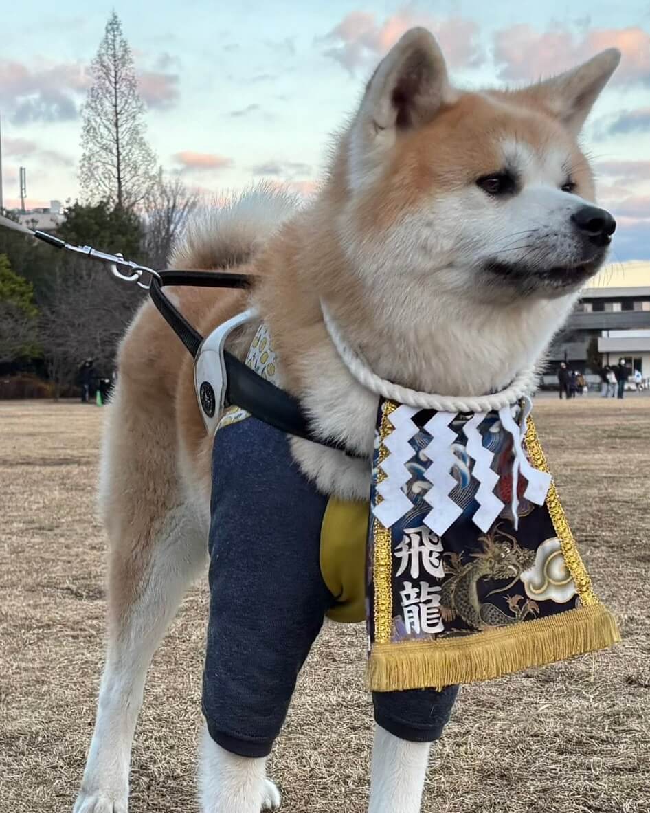 20260224ワンちゃん化粧まわし着画像1