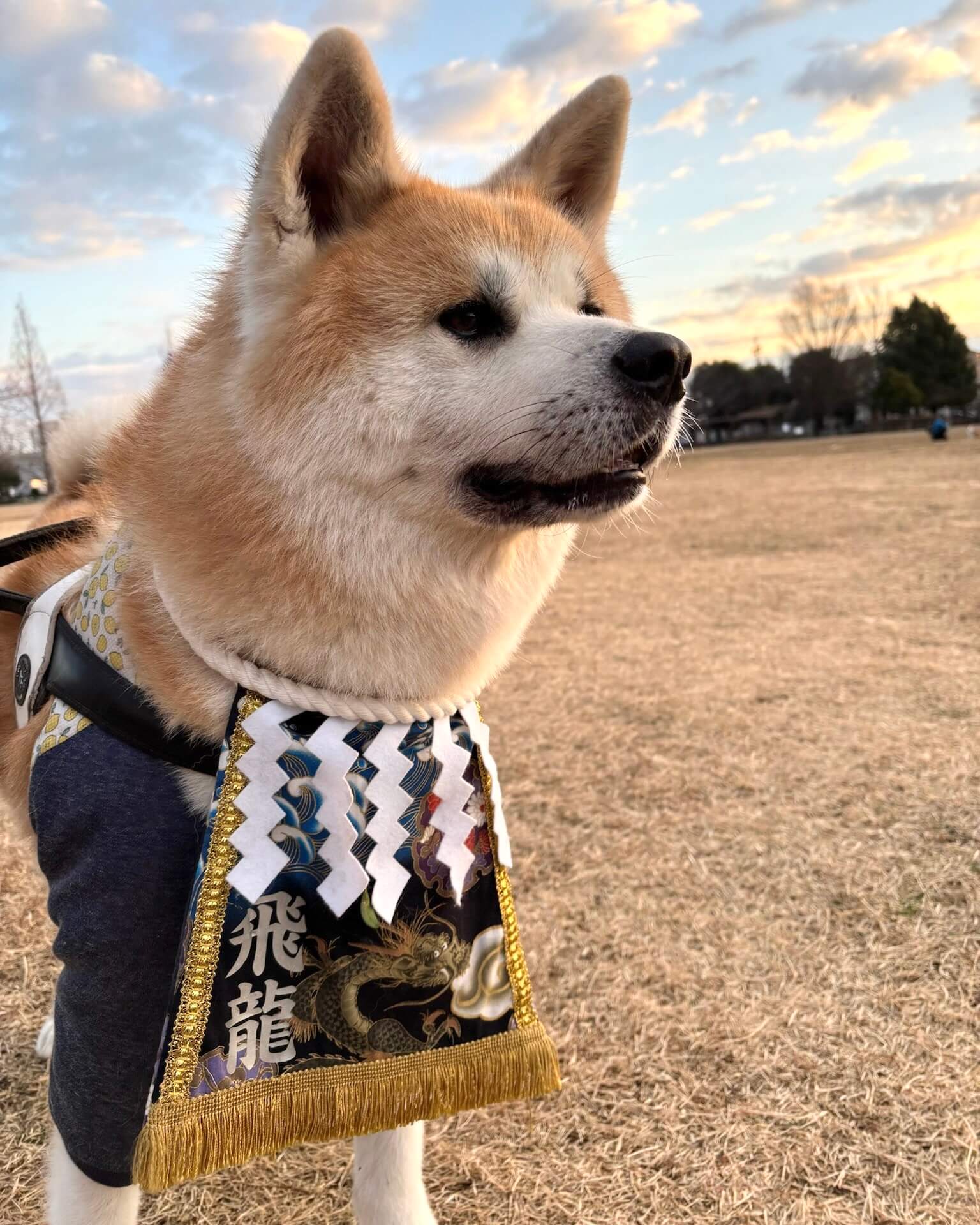 20260224ワンちゃん化粧まわし着画像2