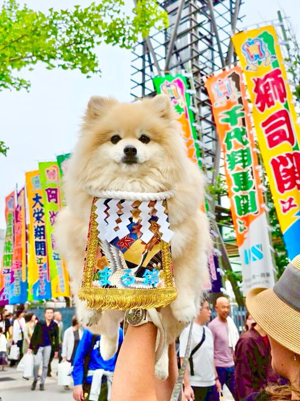 20250521ワンちゃん化粧まわし着画像2