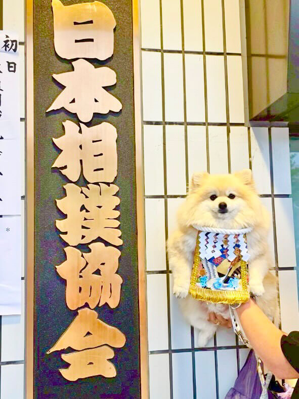 20250521ワンちゃん化粧まわし着画像3