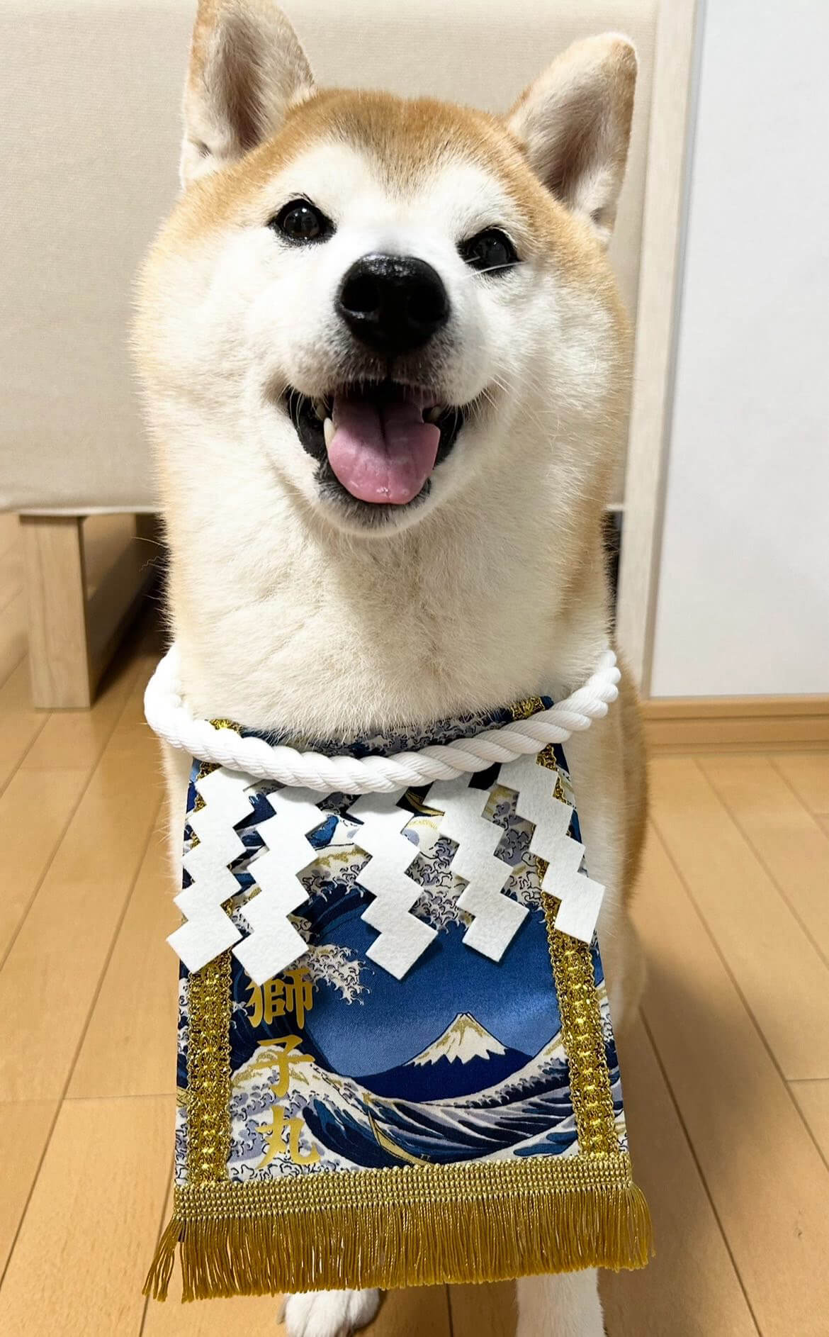 20250804ワンちゃん化粧まわし着画像1