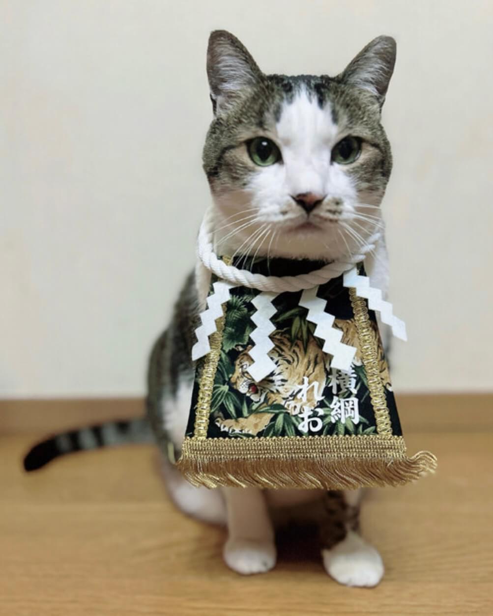 20250815猫ちゃん化粧まわし着画像1