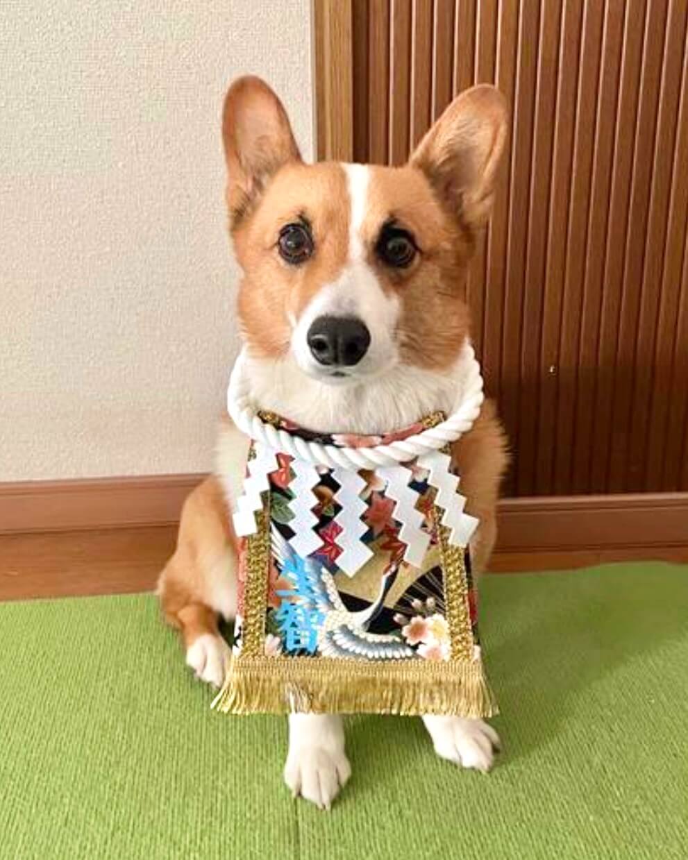 20251103ワンちゃん化粧まわし着画像1