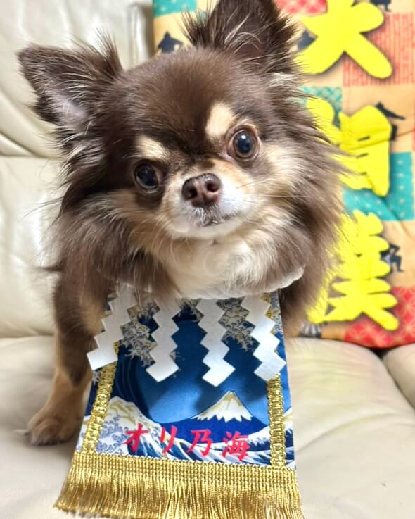 20251109ワンちゃん化粧まわし着画像1