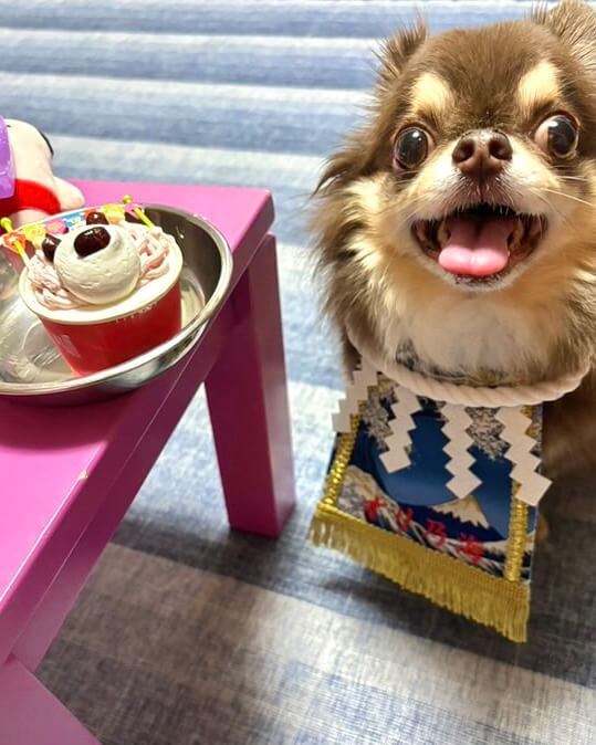 20251109ワンちゃん化粧まわし着画像2