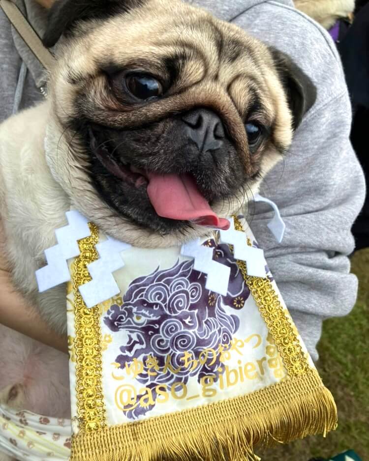 20251123ワンちゃん化粧まわし着画像1