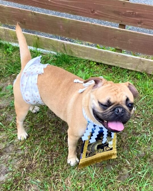 20251123ワンちゃん化粧まわし着画像2