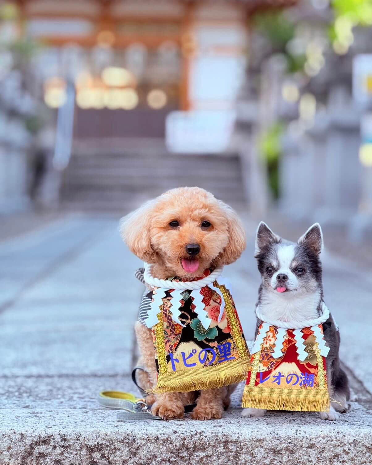 20251217ワンちゃん化粧まわし着画像1