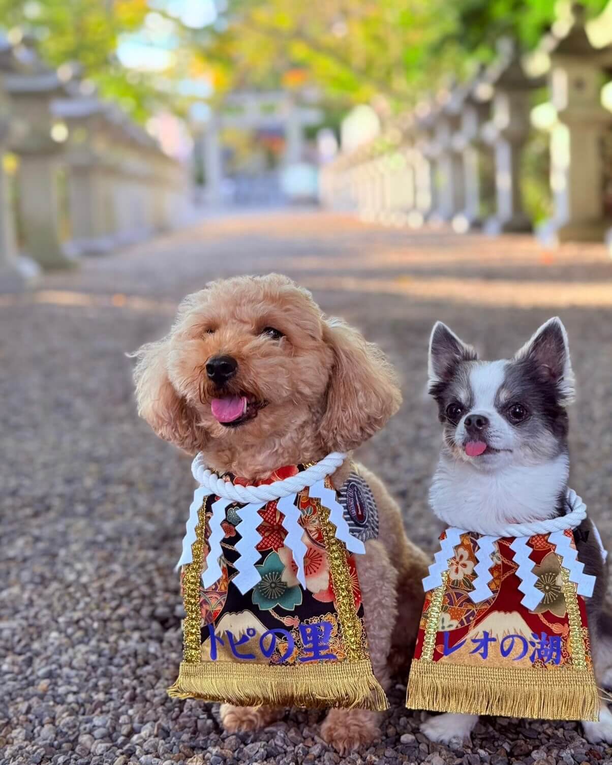 20251217ワンちゃん化粧まわし着画像2