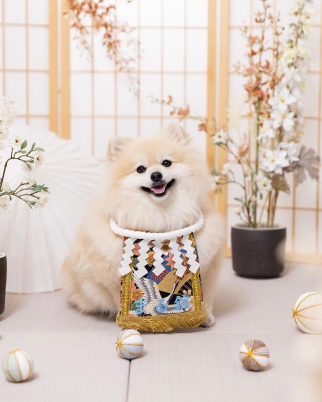 20260105ワンちゃん化粧まわし着画像2