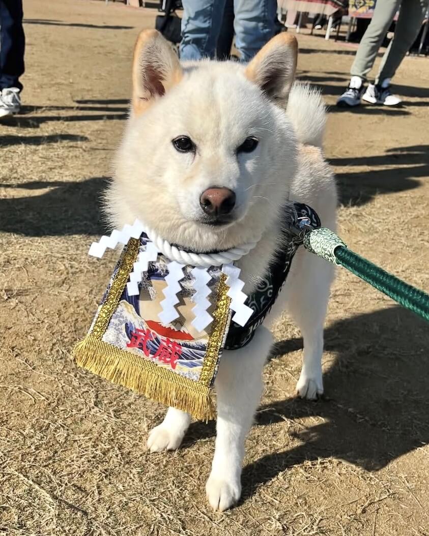 20251127ワンちゃん化粧まわし着画像1