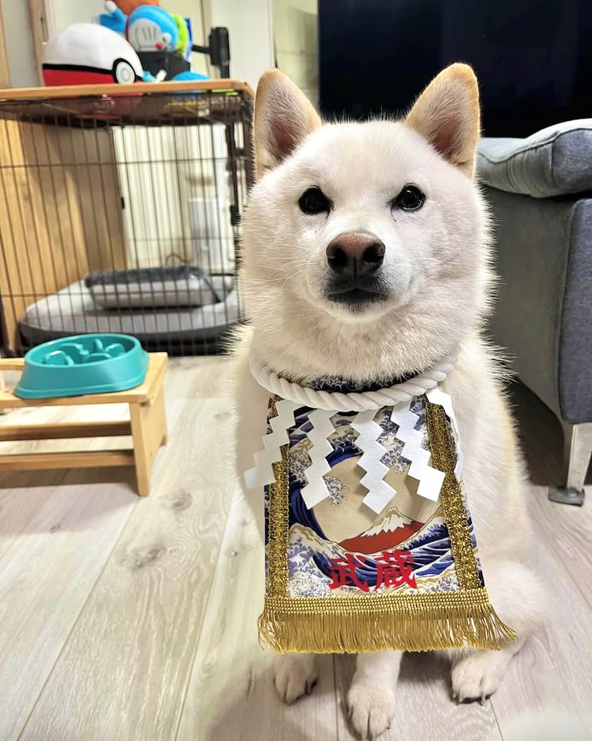 20251127ワンちゃん化粧まわし着画像2