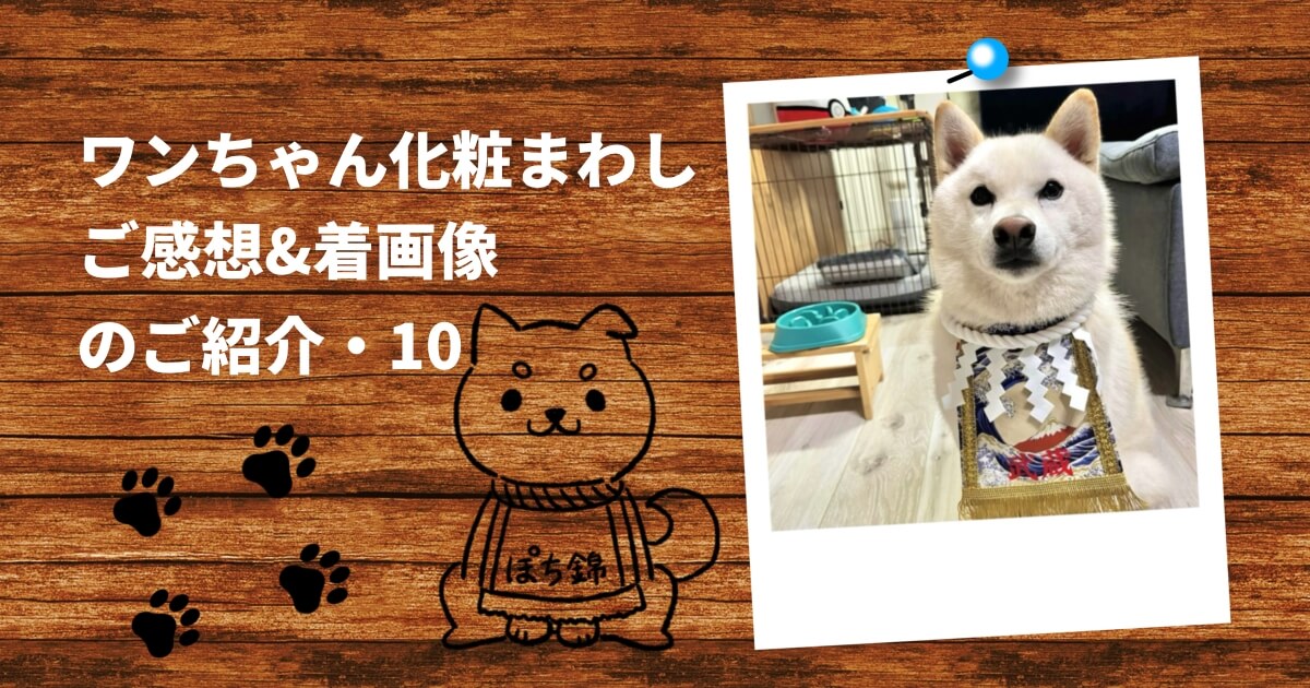 20251127ワンちゃん化粧まわしご感想＆着画像アイキャッチ10