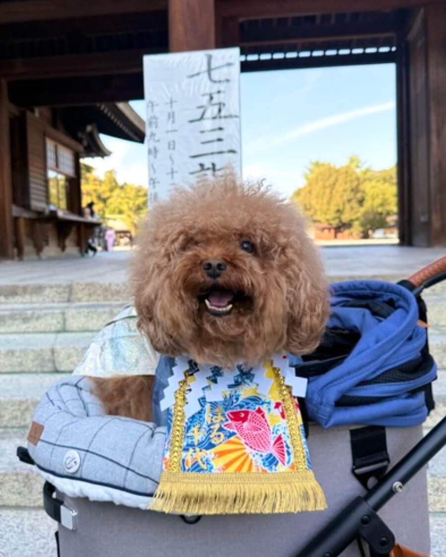 20251216ワンちゃん化粧まわし着画像1