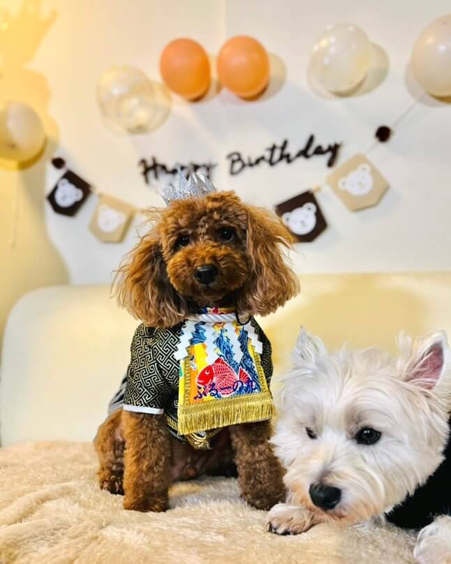 20251221ワンちゃん化粧まわし着画像1