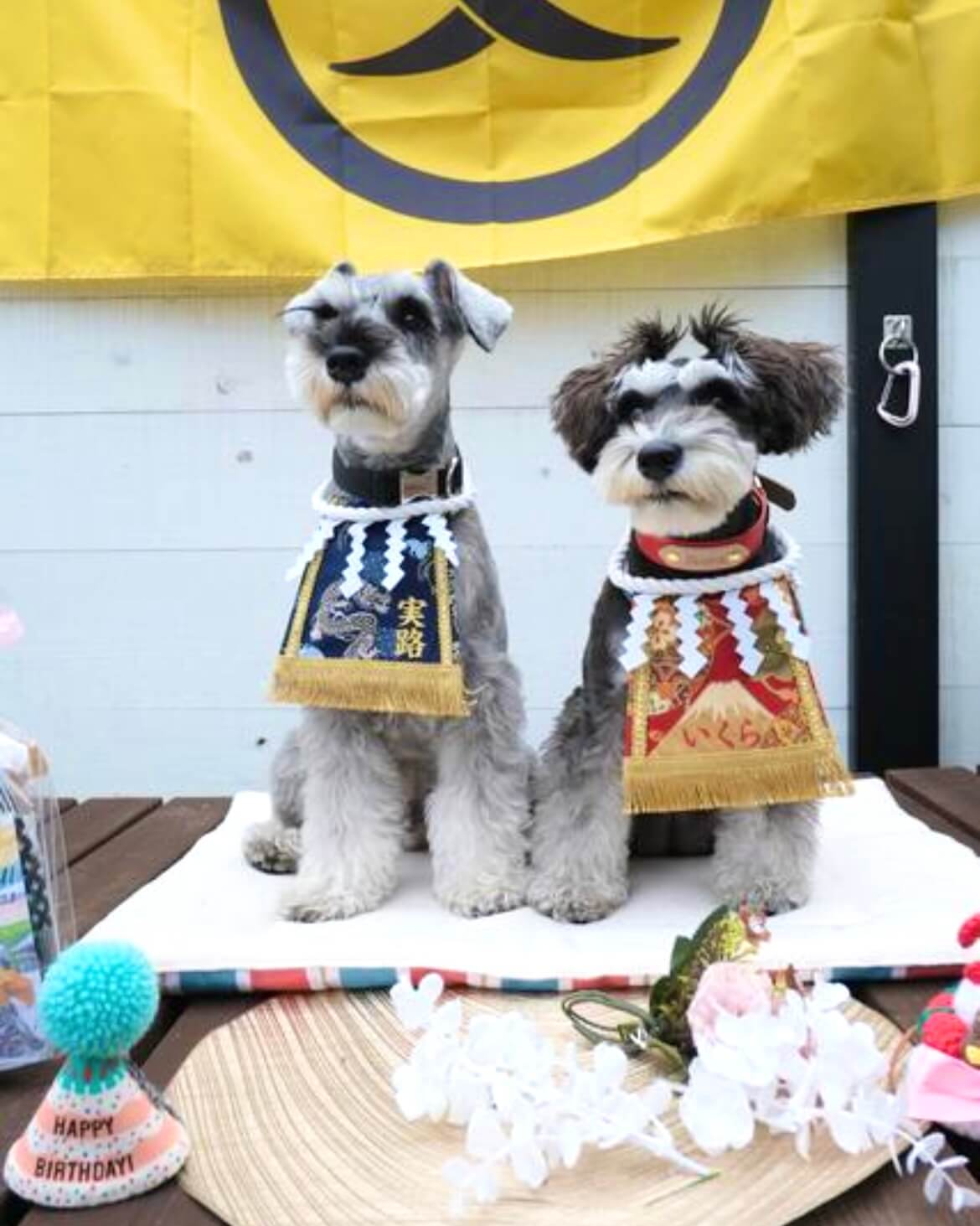 20251223ワンちゃん化粧まわし着画像1