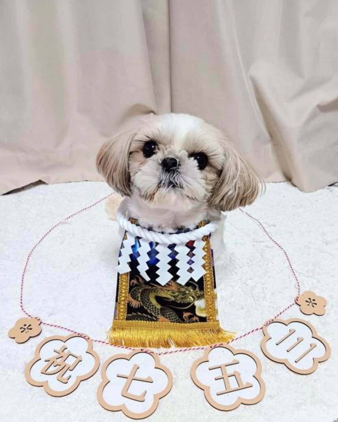 20260103ワンちゃん化粧まわし着画像1