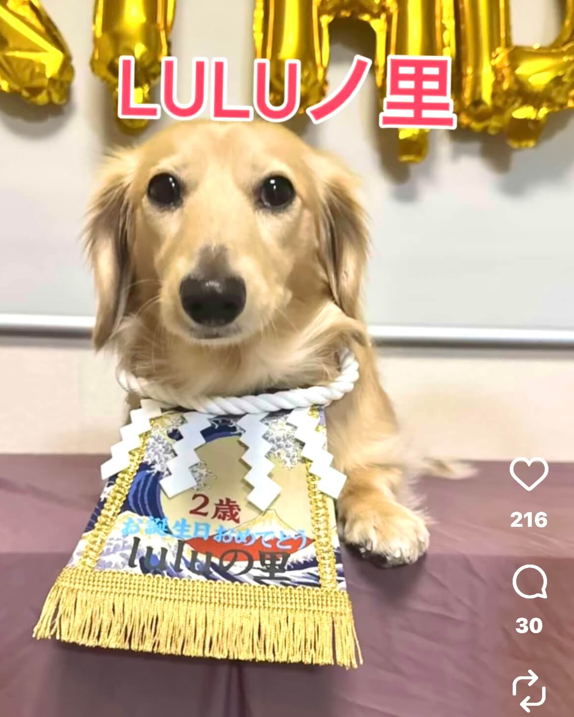 20260103ワンちゃん化粧まわし着画像2