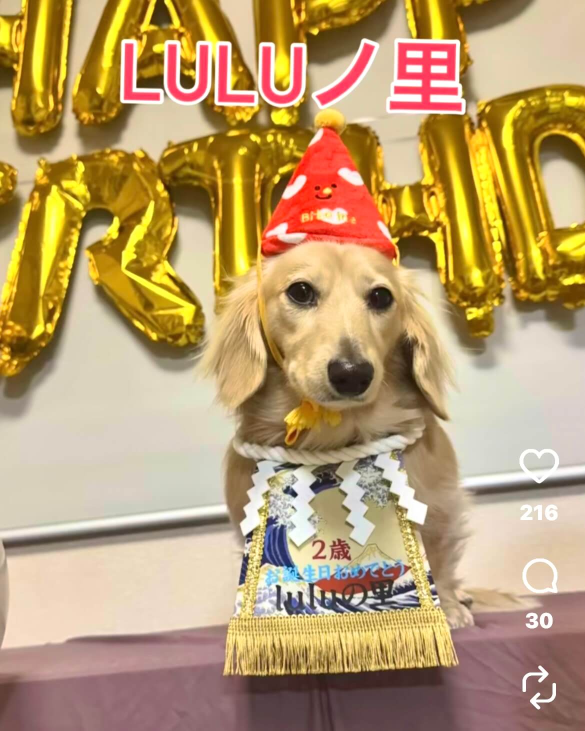 20260103ワンちゃん化粧まわし着画像3