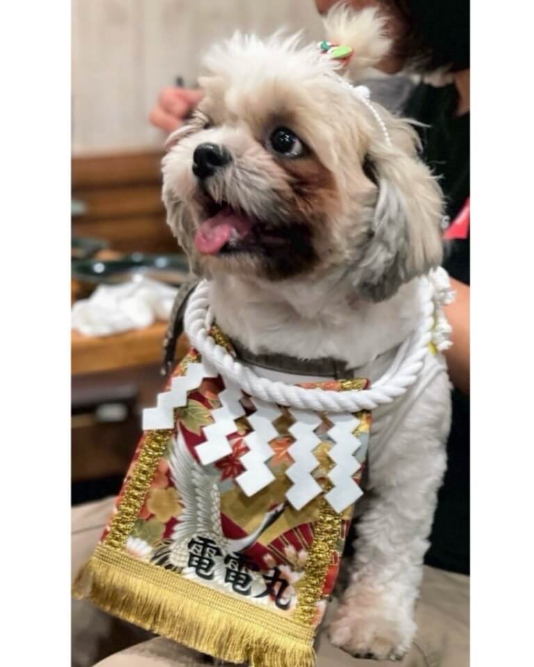 20260106ワンちゃん化粧まわし着画像1