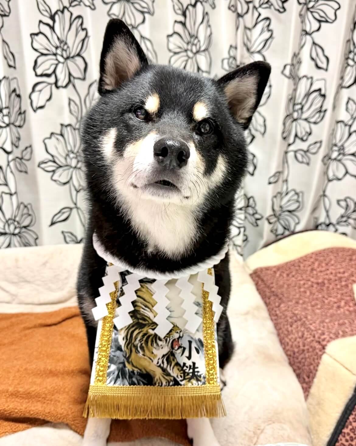 20260118ワンちゃん化粧まわし着画像2