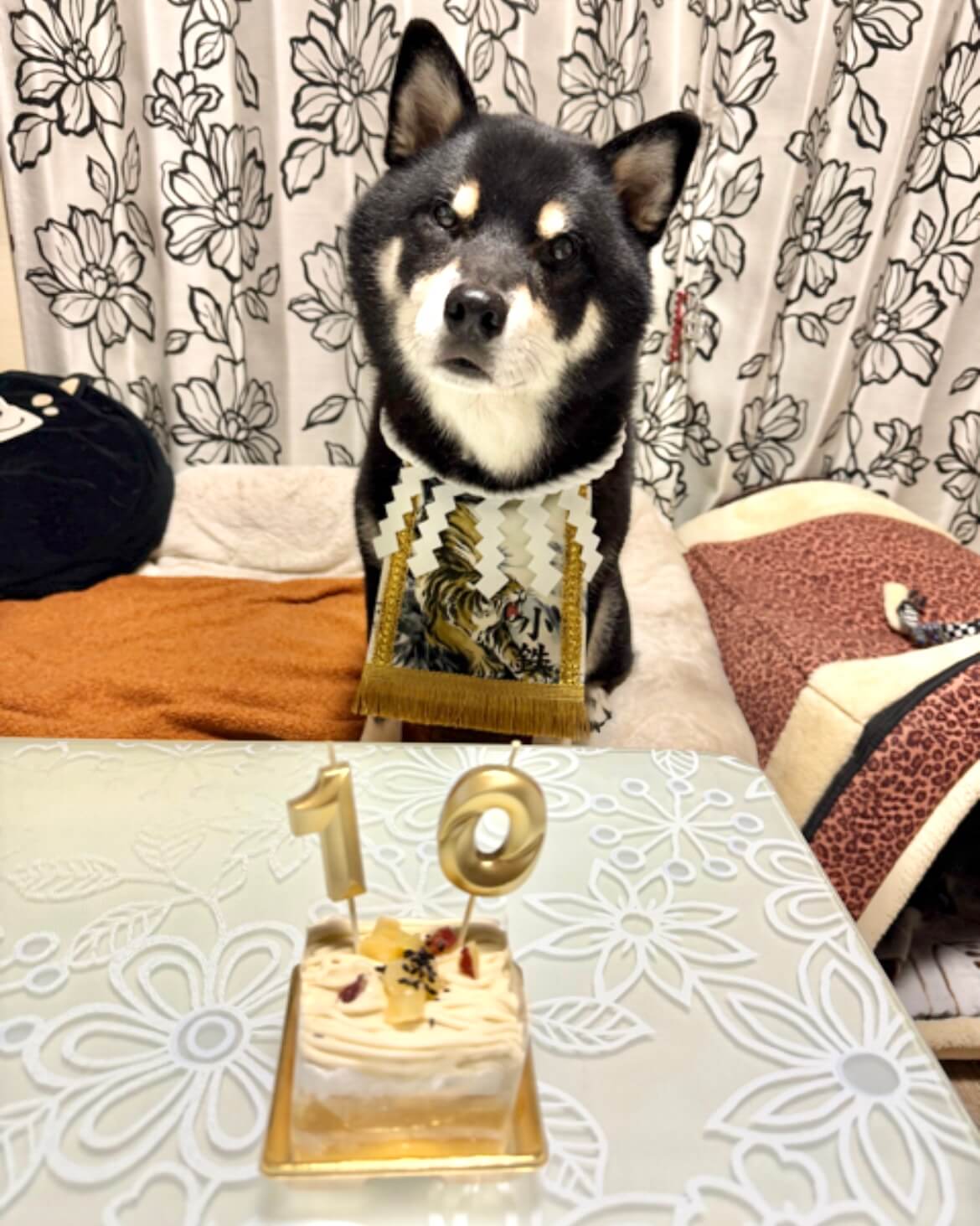 20260118ワンちゃん化粧まわし着画像1