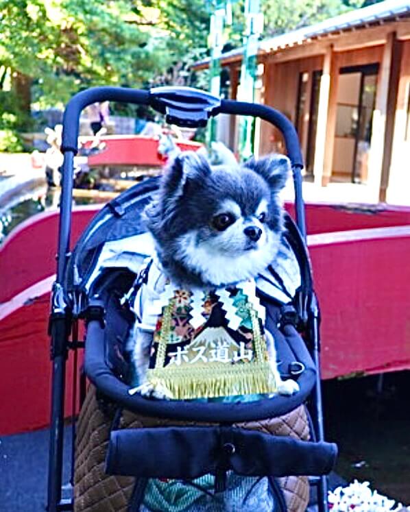 20260121ワンちゃん化粧まわし着画像2