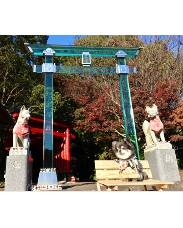 20260121ワンちゃん化粧まわし着画像3