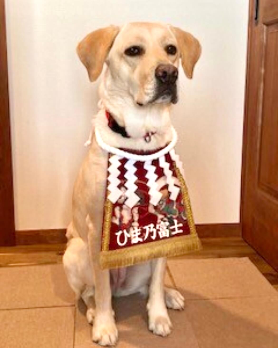 20260123ワンちゃん化粧まわし着画像1