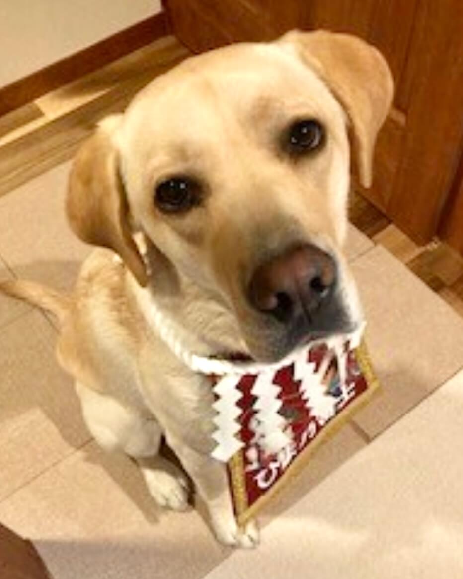 20260123ワンちゃん化粧まわし着画像2