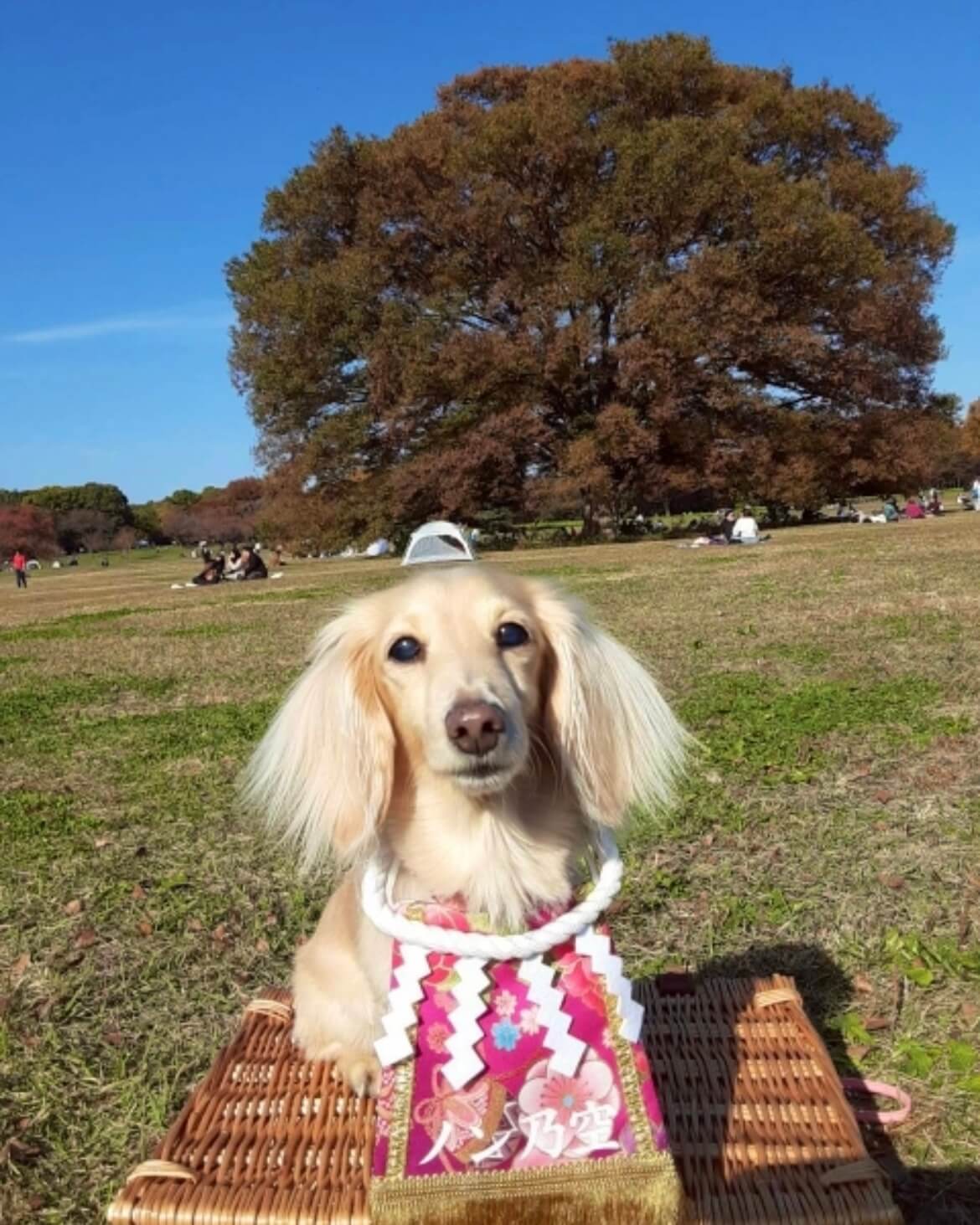 20260128ワンちゃん化粧まわし着画像1