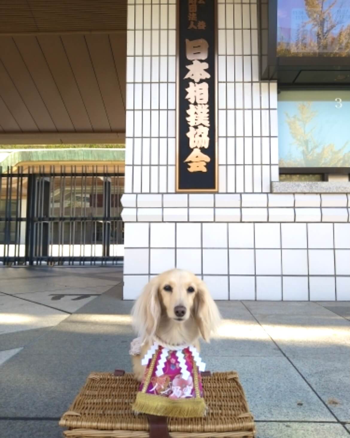 20260128ワンちゃん化粧まわし着画像2