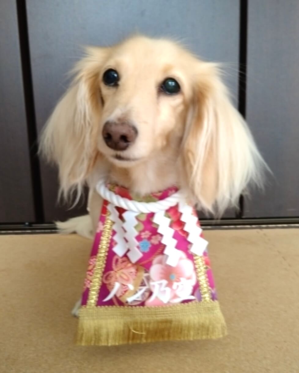 20260128ワンちゃん化粧まわし着画像4