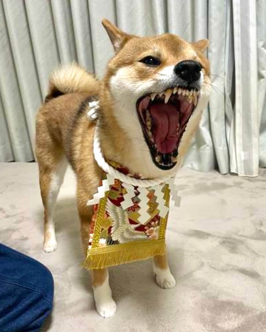 20260130ワンちゃん化粧まわし着画像1