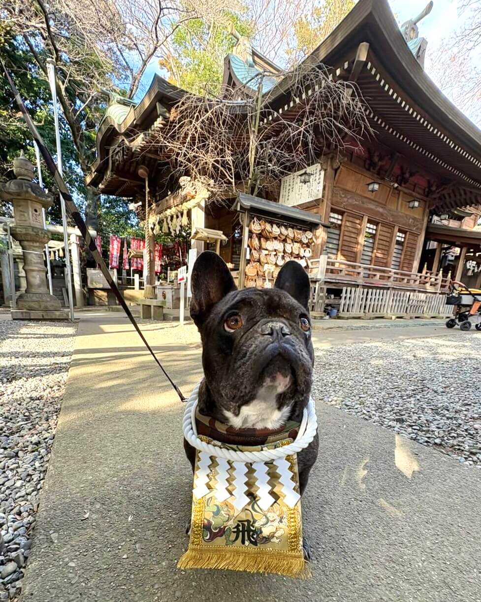 20260202ワンちゃん化粧まわし着画像1