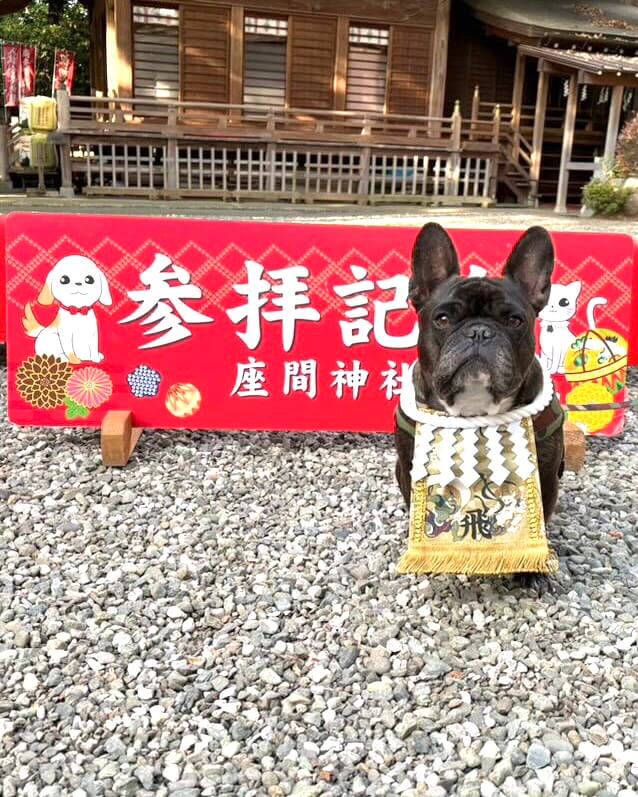 20260202ワンちゃん化粧まわし着画像2