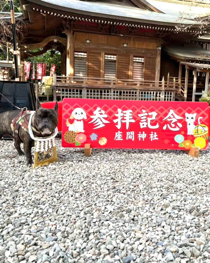 20260202ワンちゃん化粧まわし着画像3