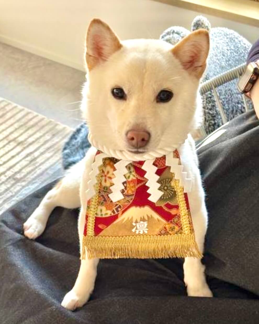 20260206ワンちゃん化粧まわし着画像1